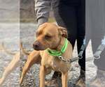 Small #3 Boxer Mix