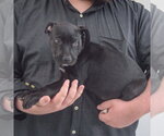 Small #3 American Staffordshire Terrier Mix