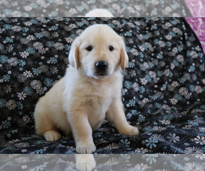 Golden Retriever Puppy for sale in SHILOH, OH, USA