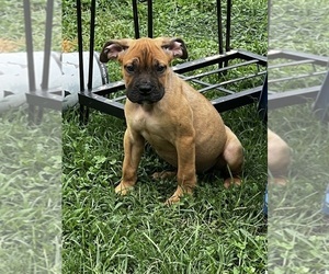 Medium Cane Corso