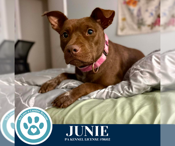 Medium Photo #5 Mutt Puppy For Sale in Kimberton, PA, USA