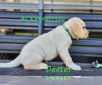Small Photo #15 Labrador Retriever Puppy For Sale in SILSBEE, TX, USA