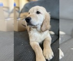 Small Photo #1 Goldendoodle Puppy For Sale in SANTA CLARITA, CA, USA