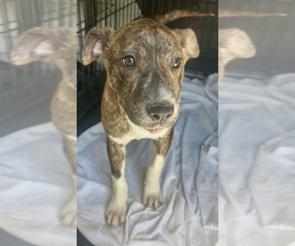 Medium Photo #1 Mutt Puppy For Sale in Wenonah, NJ, USA