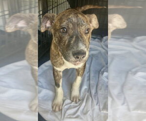 Mutt Dogs for adoption in Wenonah, NJ, USA