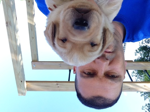 Medium Photo #1 Labrador Retriever Puppy For Sale in SUTHERLAND, NE, USA
