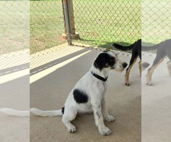Medium Photo #3 Mutt Puppy For Sale in Rustburg, VA, USA