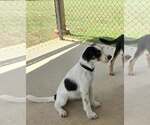 Small #2 Mutt