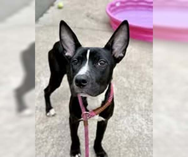 Medium Photo #4 American Pit Bull Terrier-Unknown Mix Puppy For Sale in Crete, IL, USA