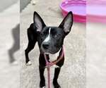 Small #3 American Pit Bull Terrier Mix