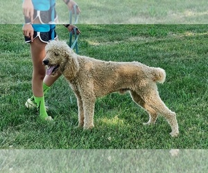 Poodle (Standard) Puppy for sale in COUCH, MO, USA