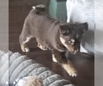 Small #6 Miniature Australian Shepherd