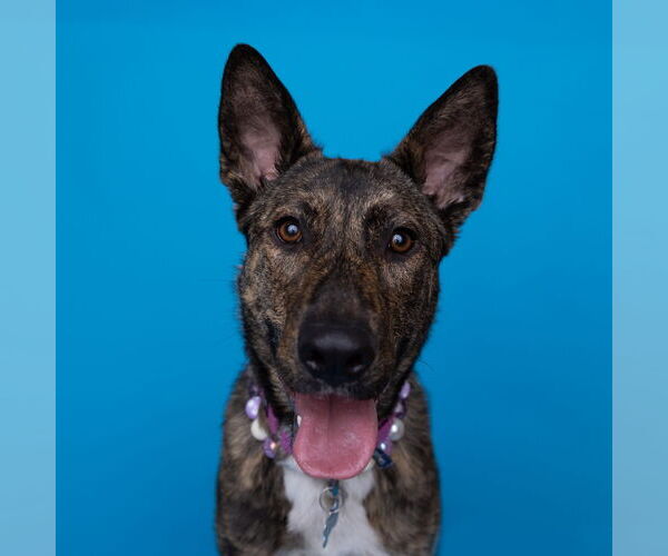 Medium Photo #8 Mutt Puppy For Sale in Fargo, ND, USA