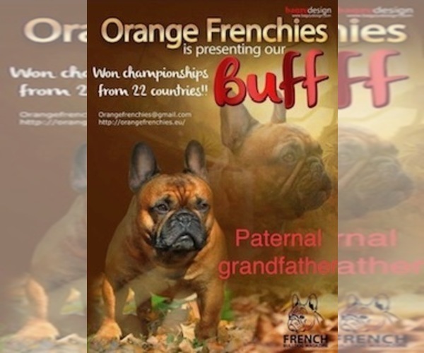Medium Photo #4 French Bulldog Puppy For Sale in HUDSON, CO, USA