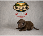 Puppy Mr Red Labrador Retriever