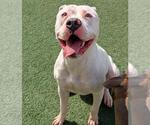 Small Photo #6 Bullypit Puppy For Sale in Rockwall, TX, USA