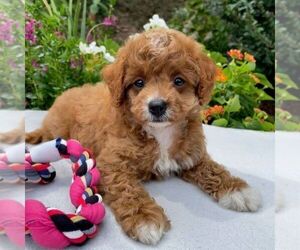 Cavapoo Puppy for sale in NEWPORT, PA, USA