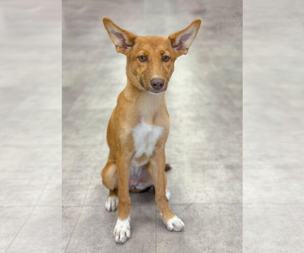 Medium Photo #3 Mutt Puppy For Sale in PIPE CREEK, TX, USA