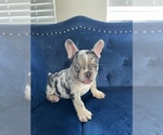 Small Photo #41 French Bulldog Puppy For Sale in BATON ROUGE, LA, USA