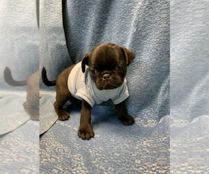 Pug Puppy for sale in TALALA, OK, USA