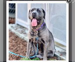 Small #1 Mastiff