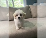 Small Photo #4 Shih-Poo Puppy For Sale in ALEXANDRIA, VA, USA