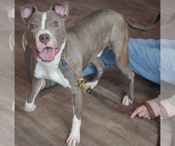 Medium Photo #2 American Staffordshire Terrier-Unknown Mix Puppy For Sale in Huntley, IL, USA