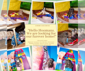 Bullypit-French Bulldog Mix Puppy for sale in DETROIT, MI, USA