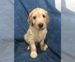 Small Photo #11 Goldendoodle Puppy For Sale in SCOTTSDALE, AZ, USA