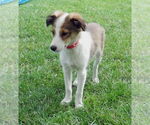 Small #1 Mutt