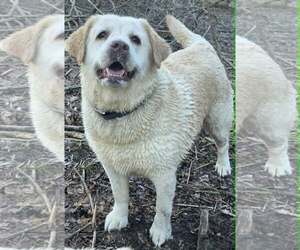 Mutt Dogs for adoption in Cuba, NY, USA