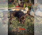 Small #2 Mutt
