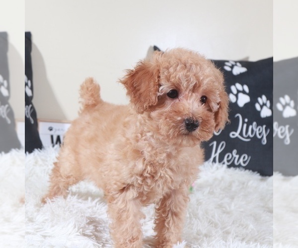 Medium Photo #1 Bichpoo mix (+ Bichon Frise) Puppy For Sale in MOUNT VERNON, OH, USA