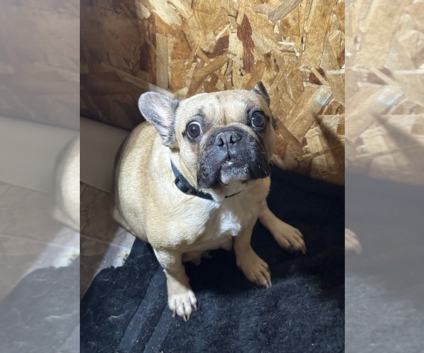 Medium Photo #1 French Bulldog Puppy For Sale in SALEM, OR, USA
