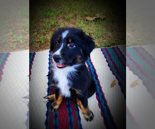 Medium Photo #1 Australian Shepherd Puppy For Sale in DRUMMONDS, TN, USA