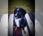 Lois - Female Australian Shepherd Puppy for Sale - Small photo