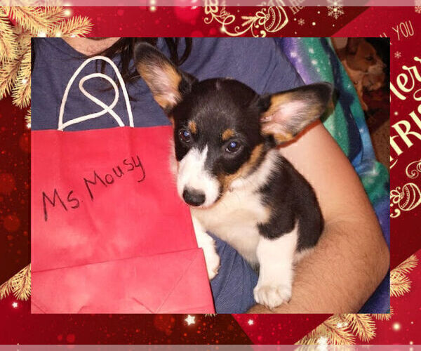 Medium Photo #1 Pembroke Welsh Corgi Puppy For Sale in GALLEGOS, NM, USA