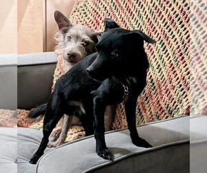 Chihuahua-Unknown Mix Dogs for adoption in Spring Lake, NC, USA