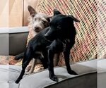 Small Chihuahua Mix