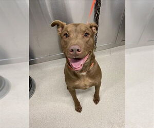 Labrador Retriever-Unknown Mix Dogs for adoption in Fairbanks, AK, USA