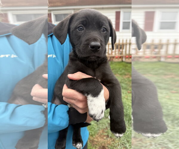 Medium Photo #3 Border Collie-Unknown Mix Puppy For Sale in Landenberg, PA, USA