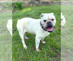 Small #2 Bulldog