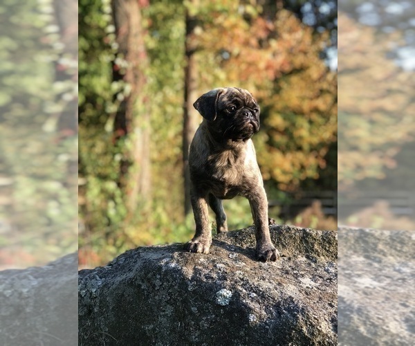 Medium Photo #10 Pug Puppy For Sale in CANTON, CT, USA