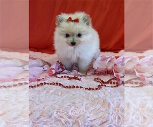 Pomeranian Puppy for sale in FORT LAUDERDALE, FL, USA