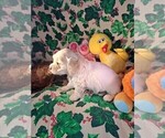 Puppy Marco Cock-A-Poo-Poodle (Miniature) Mix