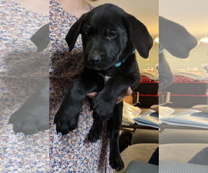 Labrador Retriever-Unknown Mix Dogs for adoption in Garner, NC, USA