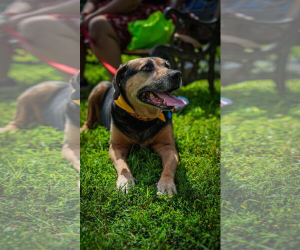 Medium Photo #1 Mutt Puppy For Sale in Oakhurst, NJ, USA