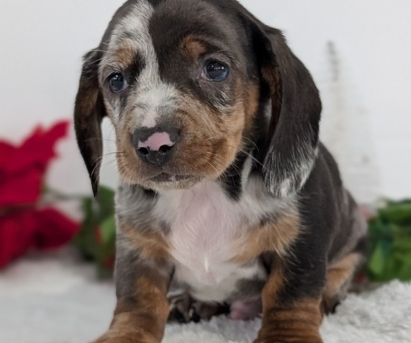 Medium Photo #37 Dachshund Puppy For Sale in GOSHEN, IN, USA