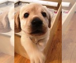 Small Photo #1 Labrador Retriever Puppy For Sale in MIDDLETOWN, NY, USA