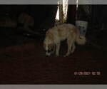 Small Photo #21 Anatolian Shepherd-Maremma Sheepdog Mix Puppy For Sale in LECANTO, FL, USA